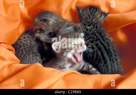 Wurf von Neugeborenen Bengal Kätzchen Stockfoto