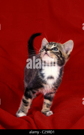 süße Tabby Kitten auf rote Decke Stockfoto