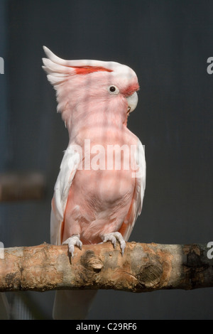 Major Mitchell oder Leadbeater Kakadu. (Lophochroa) Cacatua Leadbeateri. Voliere Vögel. Eingeborener nach Australien. Stockfoto