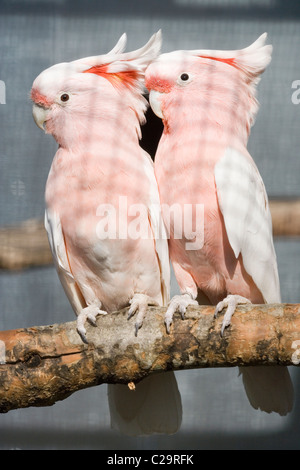 Major Mitchell oder Leadbeater der Kakadus. (Lophochroa) Cacatua Leadbeateri. Vogel Voliere. Eingeborener nach Australien. Stockfoto