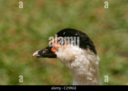 Der Kopf einer Barbarie-Ente (Cairina Moschata) zeigen die caruncles Stockfoto