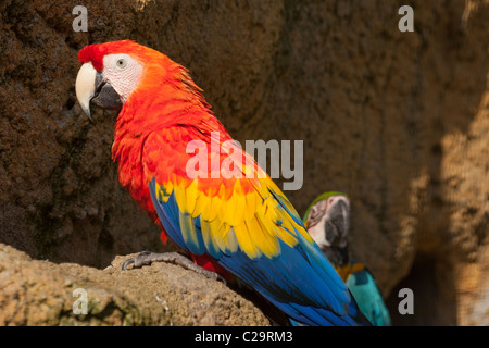 Hellroten Aras (Ara Macao). Vogel Voliere. Teile des tropischen Mittel- und Südamerika stammt. Gefährdet. Stockfoto