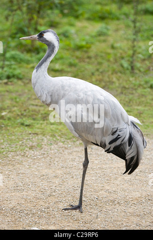 Gemeinsamen, europäischen oder eurasischer Kranich (Grus Grus). Stehend, balancieren oder auf einem Bein ruht. Stockfoto