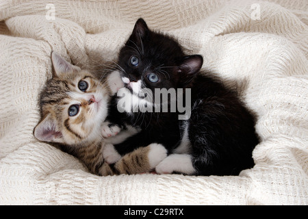 Zwei süße Kätzchen in Umarmung Stockfoto