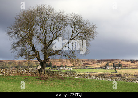 Abgelegenen Bauernhöfen umrahmt von Baum in der Nähe von Stanhope, Weardale-Nord-Ost-England, UK Stockfoto