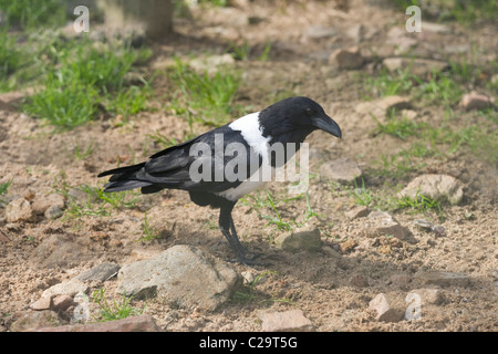 Pied Crow (Corvus Albus). Ost- und Zentralafrika. Stockfoto