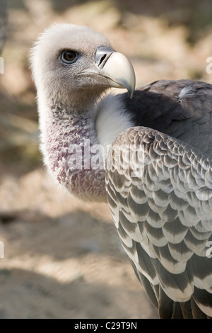 Ruppell der Gänsegeier (abgeschottet Rueppellii). Afrika südlich der Sahara. Stockfoto