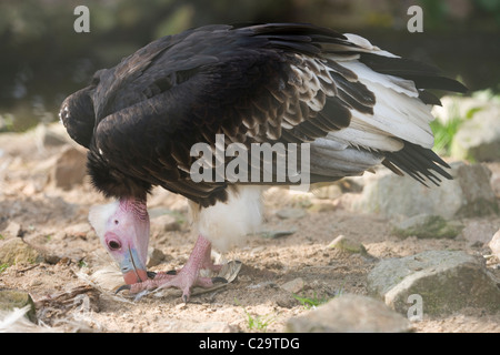 Weißköpfige Geier (Trigonoceps Occipitalis). Stockfoto