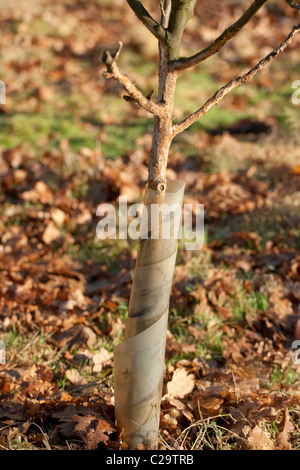 Bäumchen Obstbaum, die trotz Kunststoff zu schützen, ein Kaninchen (Oryctolagus Cuniculous), ist es gelungen, Ring-Rinde. Stockfoto