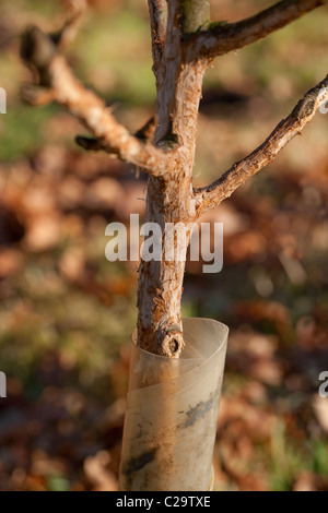 Bäumchen Obstbaum, die trotz Kunststoff zu schützen, ein Kaninchen (Oryctolagus Cuniculous), ist es gelungen, Ring-Rinde. Stockfoto