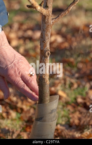 Bäumchen Obstbaum, die trotz Kunststoff zu schützen, ein Kaninchen (Oryctolagus Cuniculous), ist es gelungen, Ring-Rinde. Stockfoto