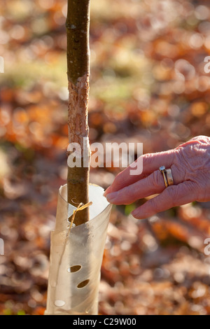 Bäumchen Obstbaum, die trotz Kunststoff zu schützen, ein Kaninchen (Oryctolagus Cuniculous), ist es gelungen, Ring-Rinde. Stockfoto