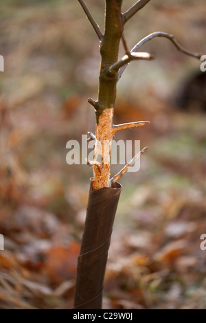 Bäumchen Obstbaum, die trotz Kunststoff zu schützen, ein Kaninchen (Oryctolagus Cuniculous), ist es gelungen, Ring-Rinde. Stockfoto