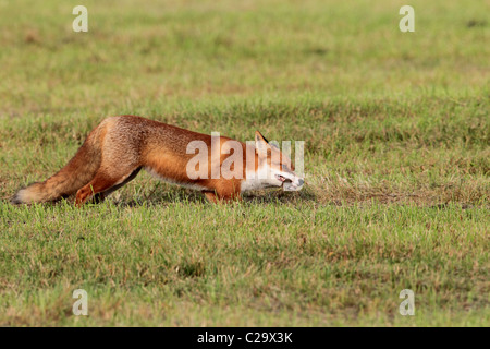 Fuchs mit Maus Stockfoto