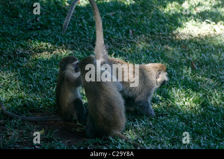 Zwei Vervet Affen (grüne Aethiops) Pflege der Schweif eines dritten Stockfoto