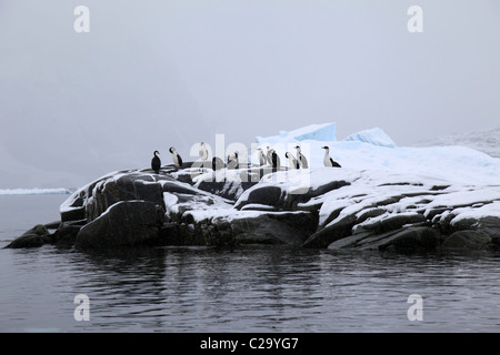 [Antarktis Shags] [Phalacrocorax (Atriceps) Bransfieldensis] auf Felsen in [Pleneau Bay], [West Graham Land] [antarktischen Halbinsel] Stockfoto