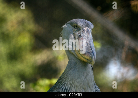 Leiter der Schuhschnabel Storch Stockfoto