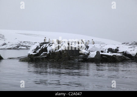 [Antarktis Shags] [Phalacrocorax (Atriceps) Bransfieldensis] auf Felsen in [Pleneau Bay], [West Graham Land] [antarktischen Halbinsel] Stockfoto