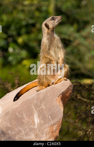 Ein Erdmännchen stehend auf einem Felsen, bei Bristol Zoo neue Erdmännchen Lookout genommen. Stockfoto