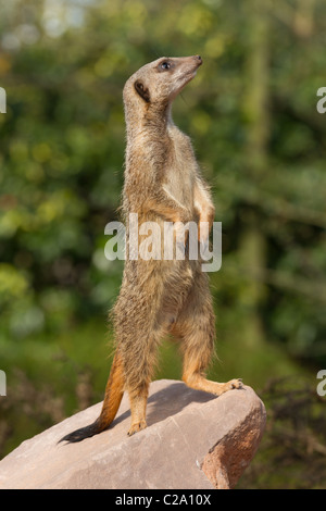 Ein Erdmännchen stehend auf einem Felsen, bei Bristol Zoo neue Erdmännchen Lookout genommen. Stockfoto