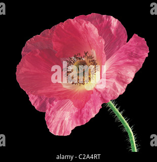 Nahaufnahme Studioportrait von Papaver Rhoeas Shirley Series Stockfoto