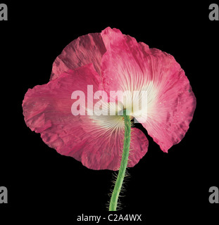 Nahaufnahme Studioportrait von Papaver Rhoeas Shirley Series Stockfoto