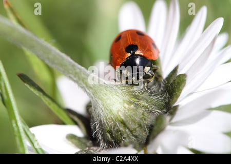 Makroaufnahme genommen ein Marienkäfer, der auf ein Gänseblümchen in meinem Garten gefunden wurde Stockfoto