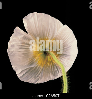 Nahaufnahme Studioportrait von Papaver Rhoeas Shirley Series Stockfoto