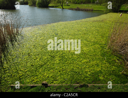 Algenblüte. Stockfoto