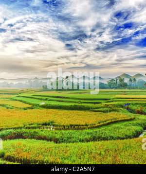 Panorama des Feldes Paddy Reis. Philippinen Stockfoto