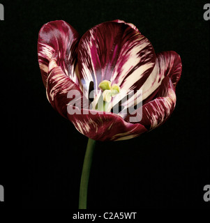 Eine bunte Studio-Porträt der englischen Floristen Tulpe "Adonis" Flamme Stockfoto