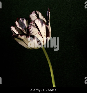 Eine bunte Studio-Porträt der englischen Floristen Tulpe 'Agbrigg' Stockfoto