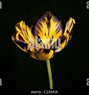 Eine bunte Studio-Porträt der englischen Floristen Tulpe "James Wild" Stockfoto