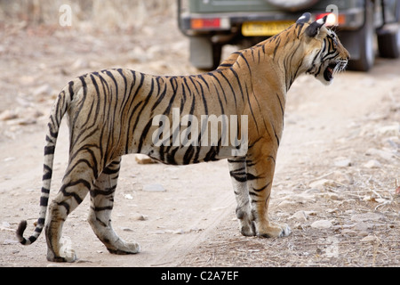 Ein Bengal Tiger bemerkte eine Beute und bewegt sich in Richtung zu ihm in Ranthambhore. (Panthera Tigris) Stockfoto