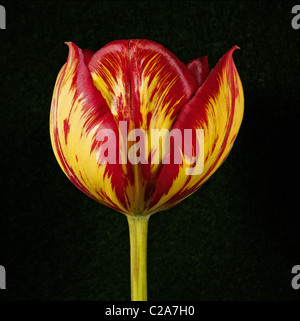 Eine bunte Studioportrait von der englischen Floristen "Tulip Lord Fredrick Cavendish" Stockfoto