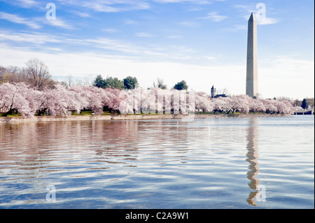 Kirschblüten entlang der Gezeitenbecken in Washington DC mit der Obelisk des Washington Monument im Hintergrund. Stockfoto