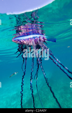Über/unter Ansicht eines portugiesischen Mann des Krieges, eine geleeartige marinen Wirbellosen von der Familie Physallidae. Stockfoto