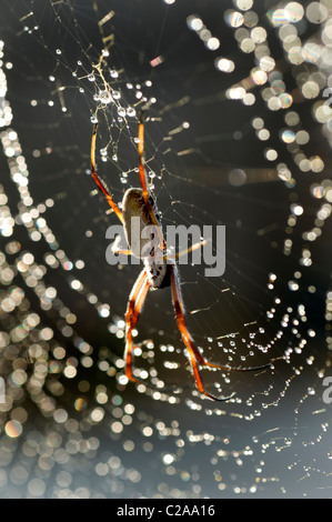 Spinnweben mit Wasser Tropfen Golden Orb Spider Stockfoto