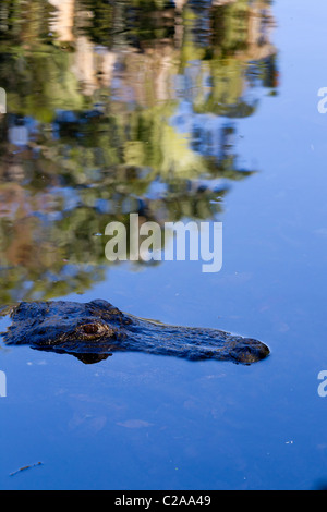 Amerikanischer Alligator untergetaucht teilweise in den Gewässern der Homosassa Springs, Homosassa State Wildlife Park. Stockfoto