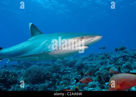 Eleganten Linien eines Silvertip Hai (Carcharhinus häufig) über ein Korallenriff in Rangiroa schwimmen. Stockfoto