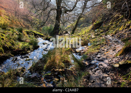 Gebirgsbach in Lady Clough herabfließende aus Kinder Scout zum Fluss Noe in Edale Derbyshire Stockfoto