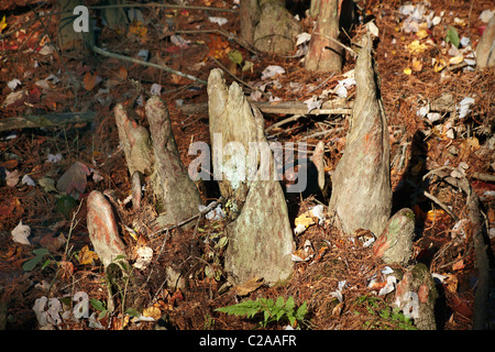 Cypress Knie in Battle Creek Cypress Swamp, Prinz Frederick, Maryland. Stockfoto