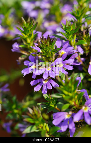 Fee fan-Blume (scaevola aemula) Stockfoto