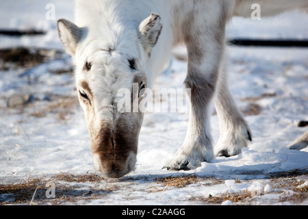 Eine wilde Rentiere auf der Insel Spitzbergen, Svalbard, Norwegen Stockfoto