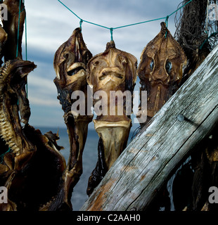 Trocknung einer Vielzahl Fisch für Fisch verarbeitenden Gewerbe, Island Stockfoto