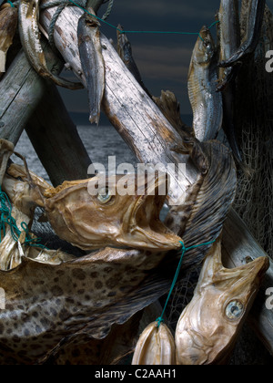 Trocknung einer Vielzahl Fisch für Fisch verarbeitenden Gewerbe, Island Stockfoto