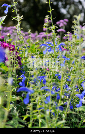 Blau blau Salbei (Salvia patens 'Engel') Stockfoto