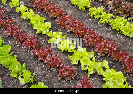 Eichenblatt-Salat (Lactuca sativa var. crispa 'Kipling' und Lactuca sativa var. crispa 'Sirmai') und lose-Blatt-Salat (Lactuca sativa var. crispa Stockfoto