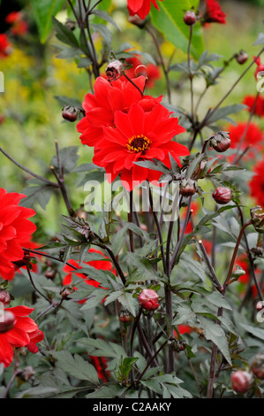 Dahlie (Dahlia Bischof von Llandaff) Stockfoto