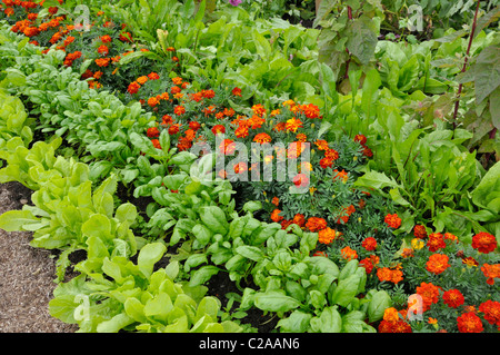 Kopfsalat (Lactuca sativa) und Tagetes (Tagetes) Stockfoto